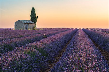purple scenic - Valensole, Provence, France. Stock Photo - Premium Royalty-Free, Code: 6129-09058074