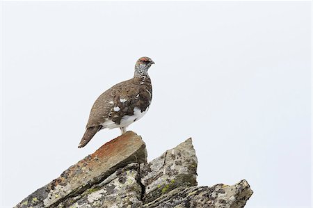 phasianidae - Trentino Alto Adige, Italy. Rock ptarmigan. Stock Photo - Premium Royalty-Free, Code: 6129-09058004