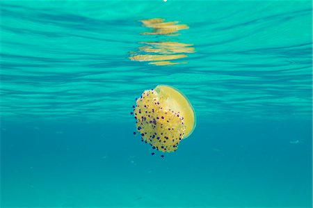 A yellow jellyfish under the waves of turquoise sea La Marmorata Santa Teresa di Gallura Province of Olbia Sardinia Italy Europe Photographie de stock - Premium Libres de Droits, Code: 6129-09058179