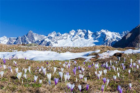 Colorful Crocus in meadows framed by snowy peaks Alpe Granda Sondrio province Masino Valley Valtellina Lombardy Italy Europe Photographie de stock - Premium Libres de Droits, Code: 6129-09058189