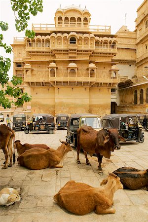simsearch:625-00806447,k - Cows on the street, Jaisalmer Fort, Jaisalmer, Rajasthan, India Stock Photo - Premium Royalty-Free, Code: 625-00805194