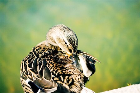 Close-up of a Mallard Duck (Female), Washington DC, USA Stock Photo - Premium Royalty-Free, Code: 625-00806310