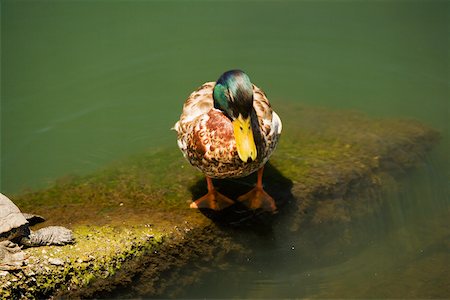 High angle view of a mallard duck Stock Photo - Premium Royalty-Free, Code: 625-00801446