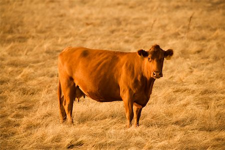 Cow standing in a field Stock Photo - Premium Royalty-Free, Code: 625-00801587