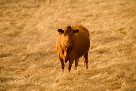 High angle view of a cow in a field Stock Photo - Premium Royalty-Free, Code: 625-00801627