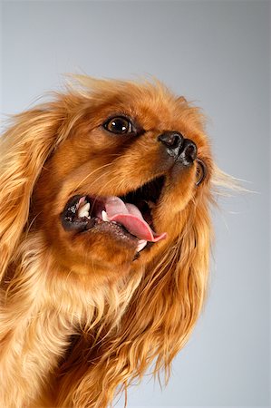 Close-up of a Cocker Spaniel sticking out its tongue Stock Photo - Premium Royalty-Free, Code: 625-00836194