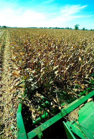 Closeup of Combine cutting corn on Henry farm in Clinton county, OH Foto de stock - Sin royalties Premium, Código: 625-00837420