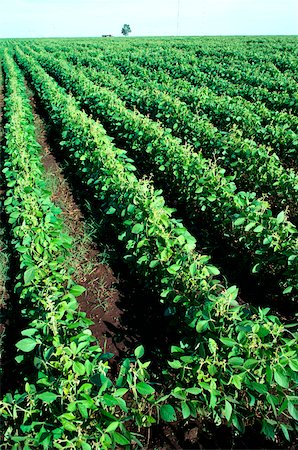 Soy bean fields, Argentina Foto de stock - Sin royalties Premium, Código: 625-00837430