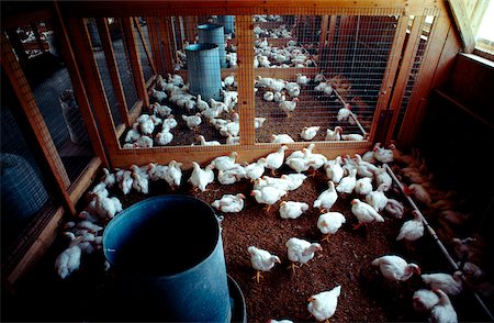 Feading chickens on research farm near Salisbury, MD Stock Photo - Premium Royalty-Free, Code: 625-00840412