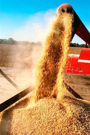 pourer - Wheat falling from a combine Stock Photo - Premium Royalty-Free, Code: 625-00840673