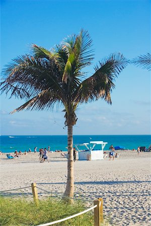 simsearch:625-00903103,k - Close-up of a palm tree on the beach, South Beach, Miami, Florida, USA Stock Photo - Premium Royalty-Free, Code: 625-00903236