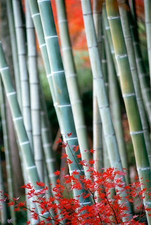 Close-up of maple leaves and bamboo stems, Kyoto, Japan Stock Photo - Premium Royalty-Free, Code: 625-00903746