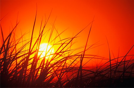 Silhouette of tall grass at dusk, Cape Cod, Massachusetts, USA Stock Photo - Premium Royalty-Free, Code: 625-01094209