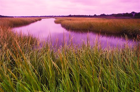 Stream flowing through a landscape, Cape Cod, Massachusetts, USA Stock Photo - Premium Royalty-Free, Code: 625-01094227