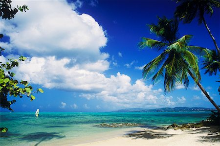 Palm trees on the beach, Caribbean Stock Photo - Premium Royalty-Free, Code: 625-01094244