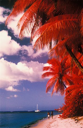 Palm trees on the beach, Caribbean Stock Photo - Premium Royalty-Free, Code: 625-01098295