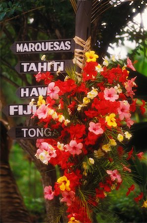 simsearch:625-01094222,k - Close-up of a bunch of flowers and information boards, Hawaii, USA Stock Photo - Premium Royalty-Free, Code: 625-01098351