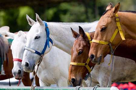 Close-up of horses tied to a metallic rod Stock Photo - Premium Royalty-Free, Code: 625-01744511