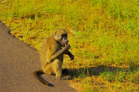 eastern transvaal - Baboon eating at the roadside, Kruger National Park, Mpumalanga Province, South Africa Stock Photo - Premium Royalty-Free, Code: 625-01745146