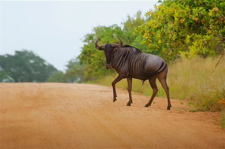 eastern transvaal - Wildebeest (Connochaetes taurinus) crossing the road, Kruger National Park, Mpumalanga Province, South Africa Stock Photo - Premium Royalty-Free, Code: 625-01745149