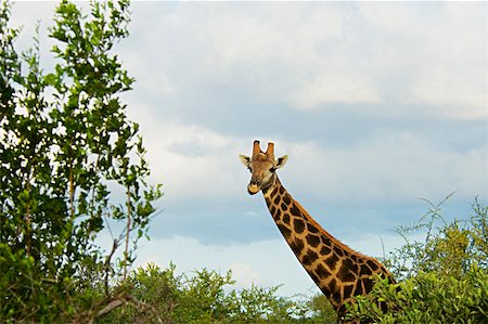 Giraffe (Giraffa camelopardalis) in a forest, Motswari Game Reserve, South Africa Stock Photo - Premium Royalty-Free, Code: 625-01745193