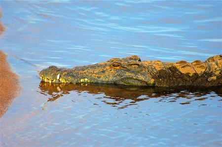 eastern transvaal - Nile crocodile (Crocodylus niloticus) resting in a river, Kruger National Park, Mpumalanga Province, South Africa Stock Photo - Premium Royalty-Free, Code: 625-01745201