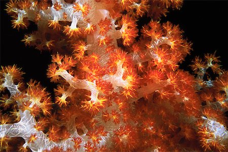 Close-up of Orange Soft Coral and Yellow Soft Coral underwater, Sipadan, Malaysia Stock Photo - Premium Royalty-Free, Code: 625-01745226