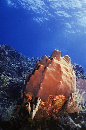 roatan - Close-up of Leathery Barrel Sponge (Geodia Neptuni) underwater, Roatan, Bay Islands, Honduras Stock Photo - Premium Royalty-Free, Code: 625-01745228