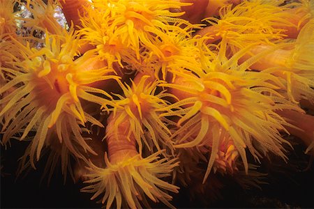 Close-up of Orange Cup Coral (Tubastraea Coccinea) underwater, Bonaire, Netherlands Antilles Stock Photo - Premium Royalty-Free, Code: 625-01745221