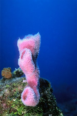 Close-up of Azure Vase Sponge (Callyspongia plicifera) underwater, Cayman Islands, West Indies Stock Photo - Premium Royalty-Free, Code: 625-01745247