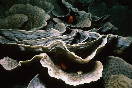 Close-up of Lettuce coral (Agaricia agaricites), Pemba Channel, Tanzania Stock Photo - Premium Royalty-Free, Code: 625-01745286