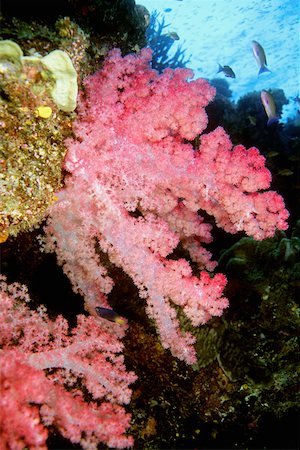 Close-up of Pink Soft Coral underwater, Fiji Stock Photo - Premium Royalty-Free, Code: 625-01745287