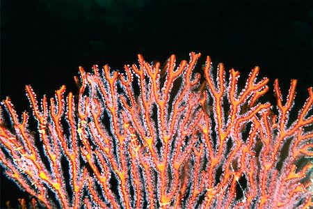 Close-up of a Gorgonian Sea Fan (Subergorgia mollis) underwater, Fiji Stock Photo - Premium Royalty-Free, Code: 625-01745292