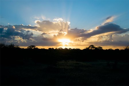 Sunset over a forest, South Africa Stock Photo - Premium Royalty-Free, Code: 625-01745575