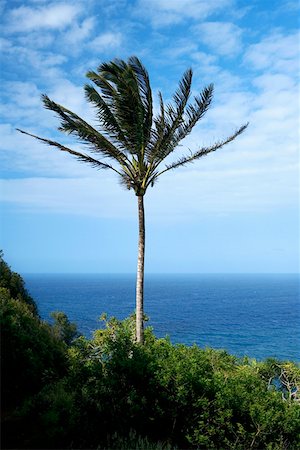 pic palm tree beach big island - Palm tree swaying on the beach, Pololu Valley, Kohala, Big Island Hawaii Islands, USA Stock Photo - Premium Royalty-Free, Code: 625-01745725