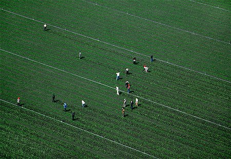 Farm workers weeding a lettuce field Stock Photo - Premium Royalty-Free, Code: 625-01745992
