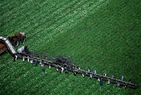 farm machine harvester - Aerial, harvesting head lettuce Stock Photo - Premium Royalty-Free, Code: 625-01746008