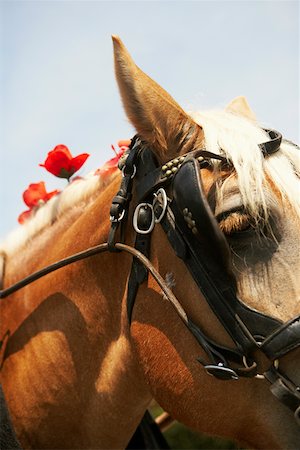 Close-up of a horse, Charleston, South Carolina, USA Stock Photo - Premium Royalty-Free, Code: 625-01750142