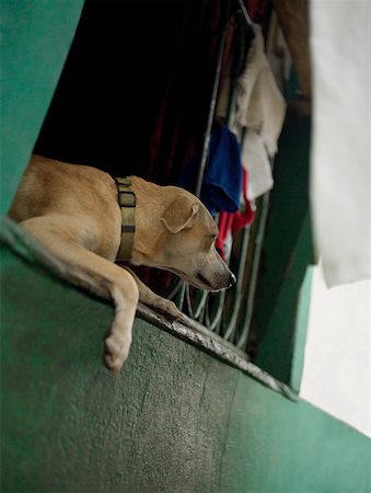 simsearch:625-01751647,k - Close-up of a dog lying on a window, Old Panama, Panama City, Panama Stock Photo - Premium Royalty-Free, Code: 625-01751668