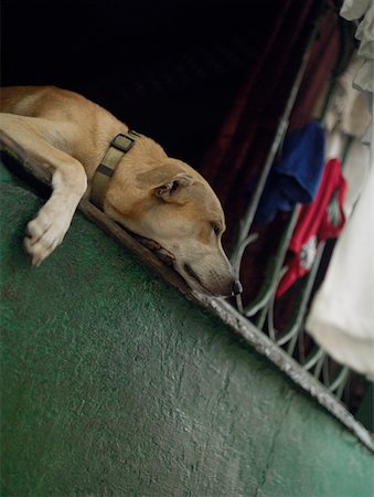 simsearch:625-01751647,k - Close-up of a dog lying on a window, Old Panama, Panama City, Panama Stock Photo - Premium Royalty-Free, Code: 625-01751661