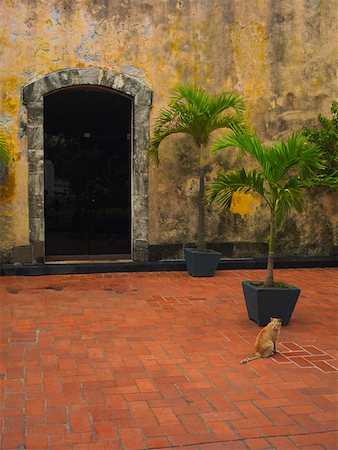 simsearch:625-01751647,k - Cat sitting near a potted plant, Old Panama, Panama City, Panama Stock Photo - Premium Royalty-Free, Code: 625-01751673