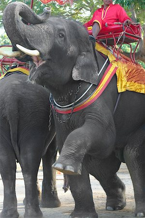 elephant chain - Elephant handler sitting on an elephant, Ayuthaya, Thailand Stock Photo - Premium Royalty-Free, Code: 625-01753002