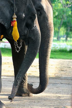 elephant chain - Side profile of two elephants standing, Ayuthaya, Thailand Stock Photo - Premium Royalty-Free, Code: 625-01753020