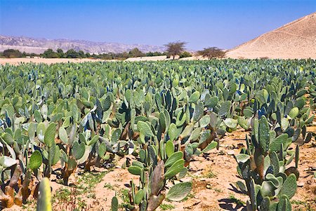 fields peru - Cactus (Opuntia cochenillifera) crop in a field, Nazca, Peru Stock Photo - Premium Royalty-Free, Code: 625-01753183