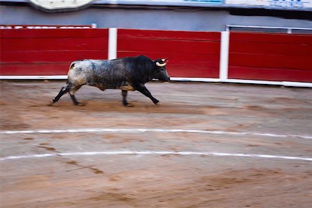 Bull running in a bullring, Plaza De Toros San Marcos, Aguascalientes, Mexico Stock Photo - Premium Royalty-Free, Code: 625-02267867