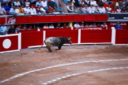 Bull s'exécutant dans une arène, Plaza De Toros San Marcos, Aguascalientes, Mexique Photographie de stock - Premium Libres de Droits, Code: 625-02267987