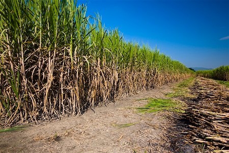 plants in mexico - Sugar cane crop in a field, Tamasopo, San Luis Potosi, Mexico Stock Photo - Premium Royalty-Free, Code: 625-02268090