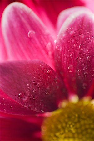 Close-up of a flower Foto de stock - Sin royalties Premium, Código: 625-02926812