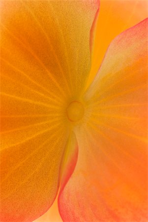 Close-up of an orange petal of a flower Stock Photo - Premium Royalty-Free, Code: 625-02926905