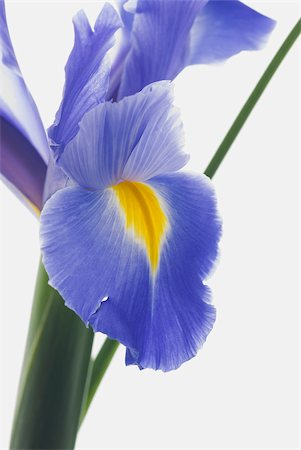 Close-up of a blue flower Stock Photo - Premium Royalty-Free, Code: 625-02926921